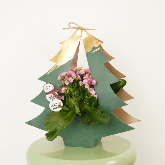 Pink Kalanchoe | Christmas Gift | Christmas Plants & Gifts