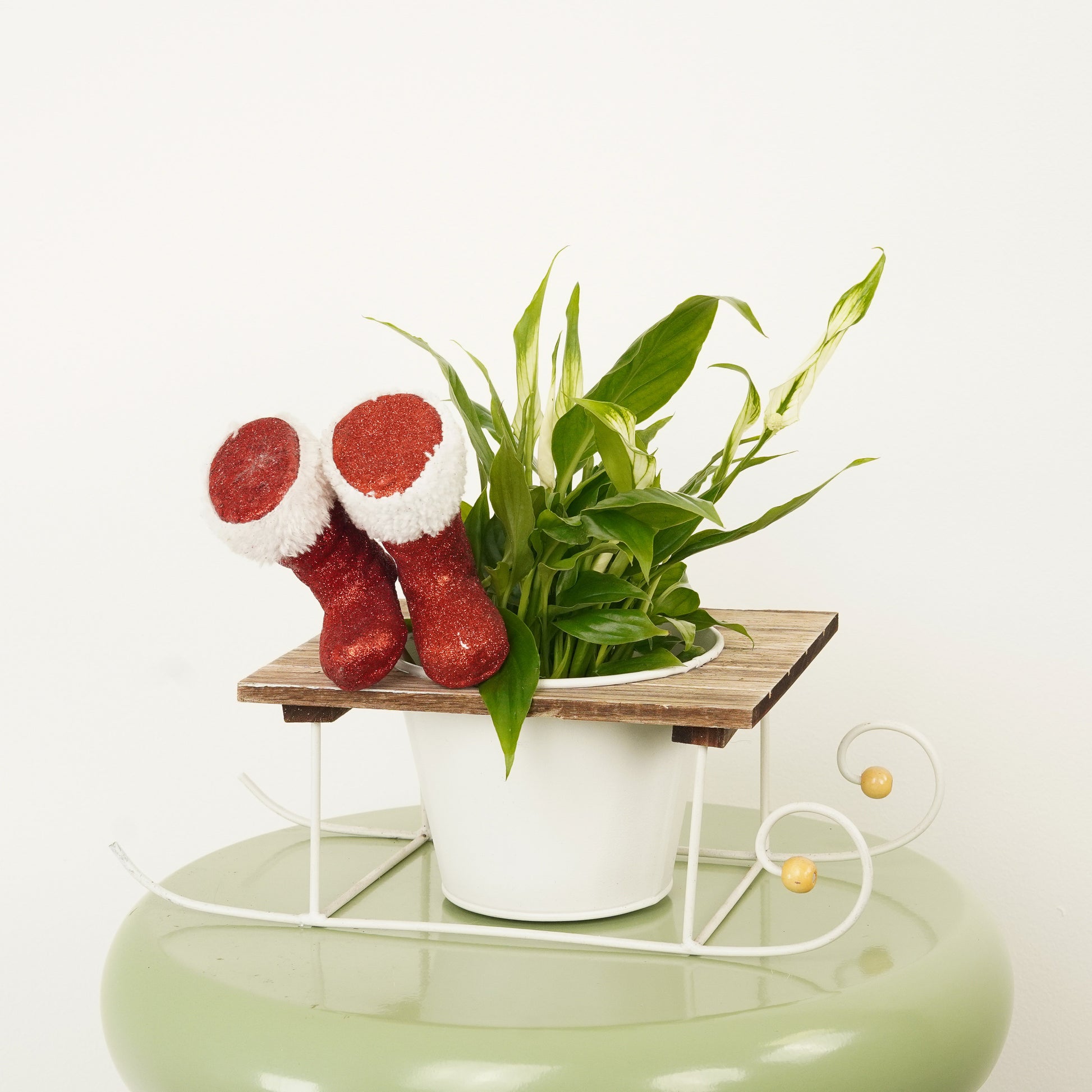 chopin peace lily Peace Lily
