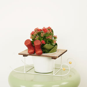 Flowering Red Kalanchoe Sleigh - Indoor Plant