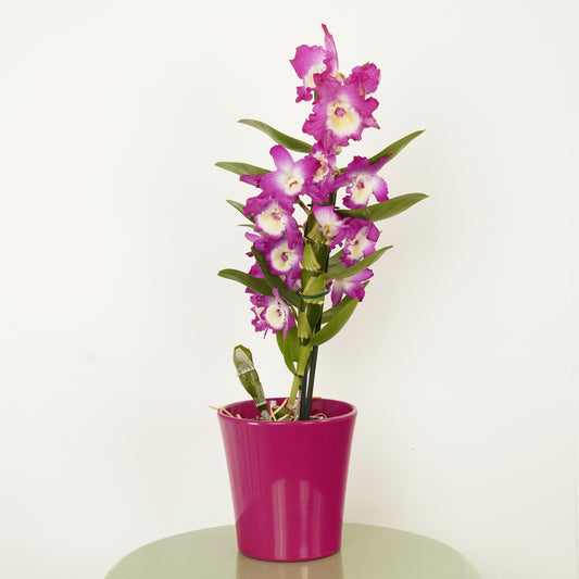 Dendrobium | Akatsuki | Potted Houseplants