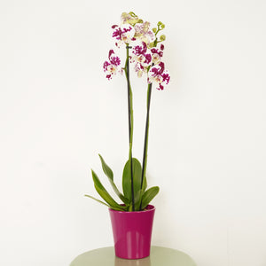 Phalaenopsis Orchid | Funky Marrakech - Indoor Plant