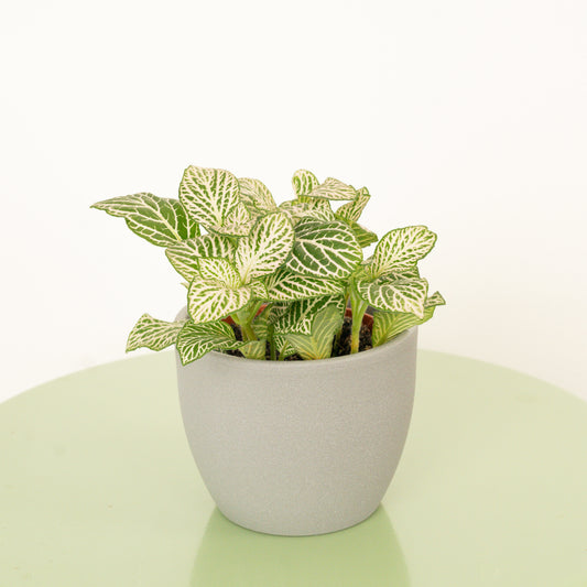 Nerve Plant | Pink Dream | 
