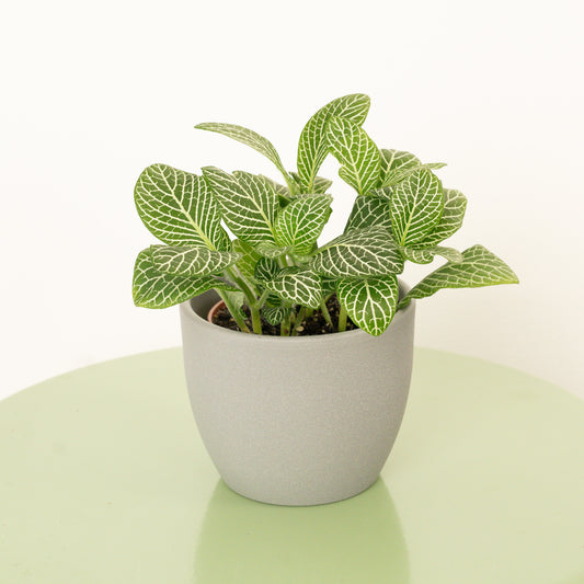 Nerve Plant | Jungle | Perfect Plants for Under £30