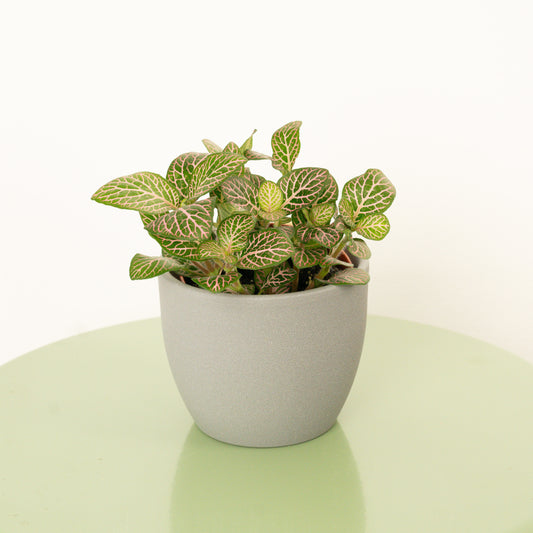 Nerve Plant | Red Dream | Perfect Plants for Under £30