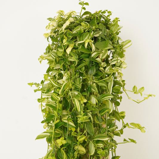 Wandering Dude | Yellow Hill | Climbing & Vine Plants