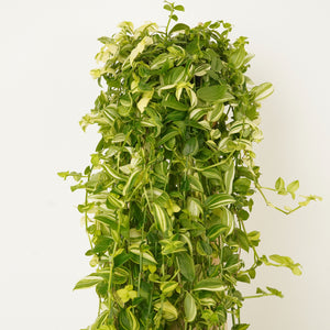 Wandering Dude | Yellow Hill - Indoor Plant