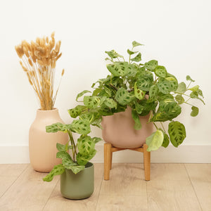 Variegated Prayer Plant | Rabbit's Foot | Fiesta | Hard To Find - Indoor Plant