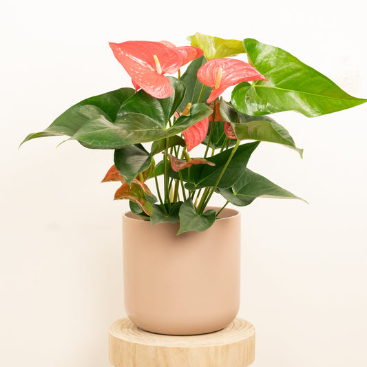 Flamingo Flower | California Pink | 