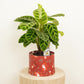 Calathea Surprise Hatbox Gift