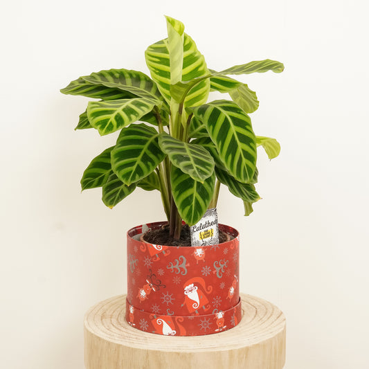 Calathea Surprise Hatbox Gift | Indoor Plants