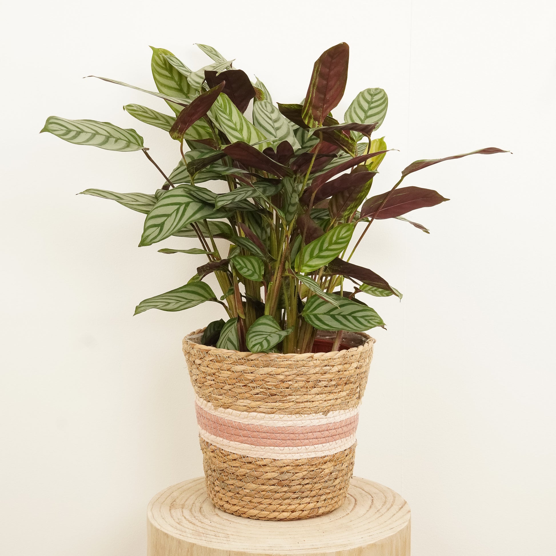 never never prayer plant Never Never Plant