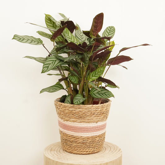 Never Never Plant | Compact Star | Large Leaf Plants