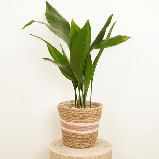 Cast Iron Plant | Perfect Plants for Under £50