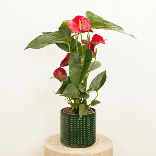 Flamingo Flower | Red Bull | 