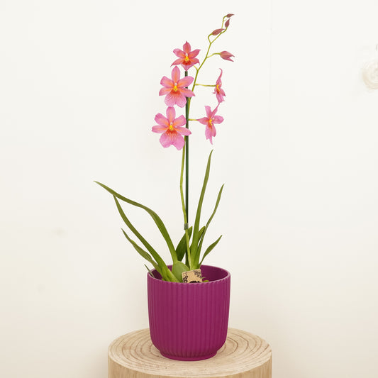 Burrageara Orchid | Nelly Isler Pink | Potted Houseplants