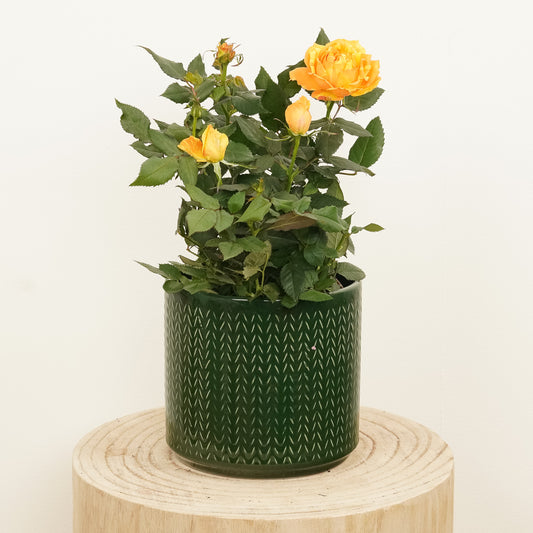 Flowering Rose | Splash Orange | 