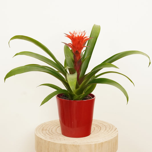 Bromeliad | Hope | Mother's Day