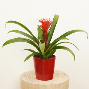 Bromeliad | Hope - Indoor Plant