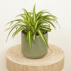 Spider Plant | Ocean - Indoor Plant