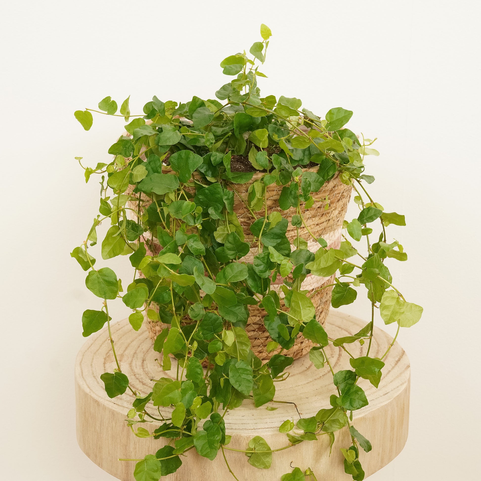 creeping fig hanging plant Creeping Fig | Green Sunny