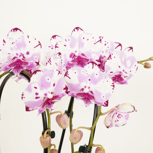 Phalaenopsis Orchid | Little Magic | Plant Gifts