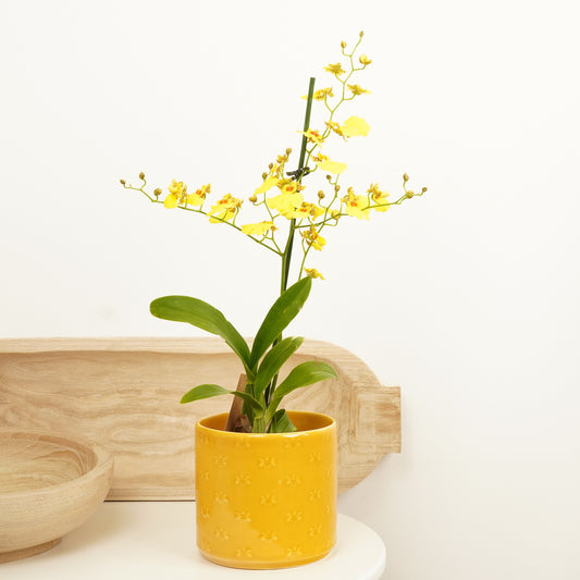 Butterfly Orchid | Honeybee | Potted Houseplants