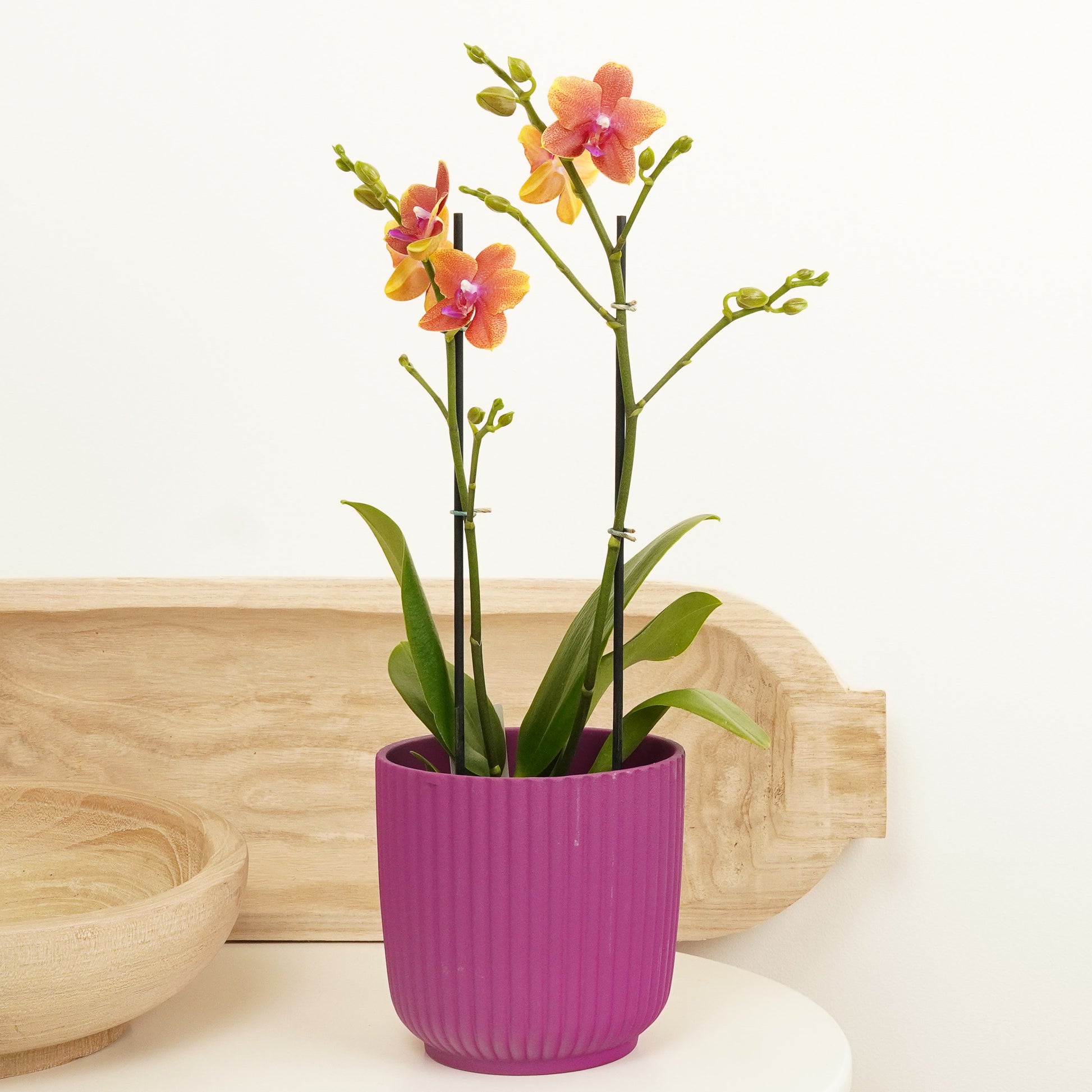 orchid plant pots uk Phalaenopsis Orchid