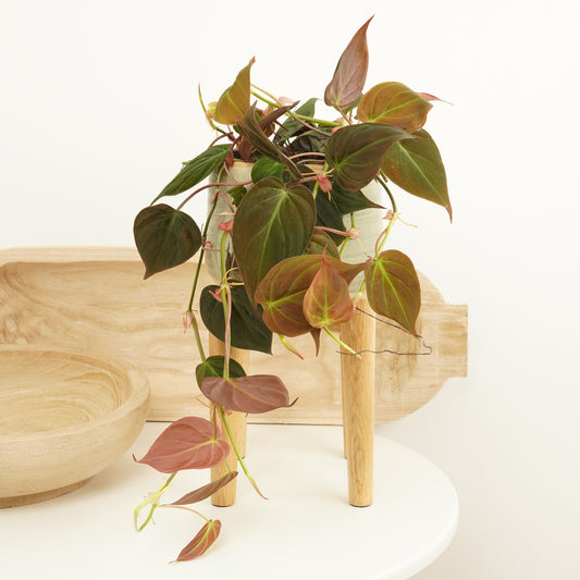 Red Philo | Velvet Micans | Climbing & Vine Plants