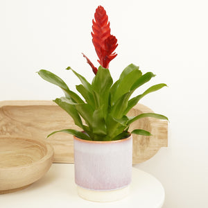 Vriesea Flaming Sword | Ruby - Indoor Plant