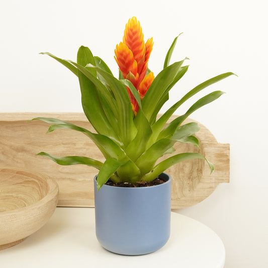 Vriesea Flaming Sword | Tropical | Perfect Plants for Under £30