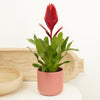 Vriesea Flaming Sword | Jewel