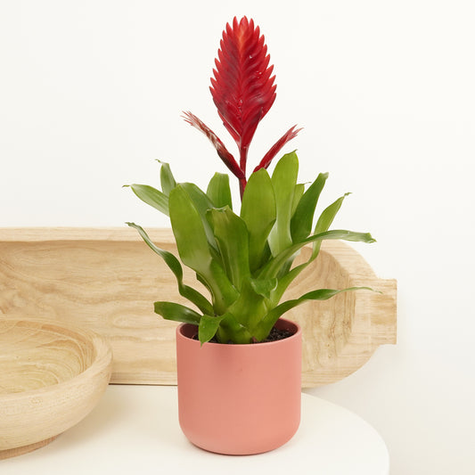 Vriesea Flaming Sword | Jewel | Large Leaf Plants