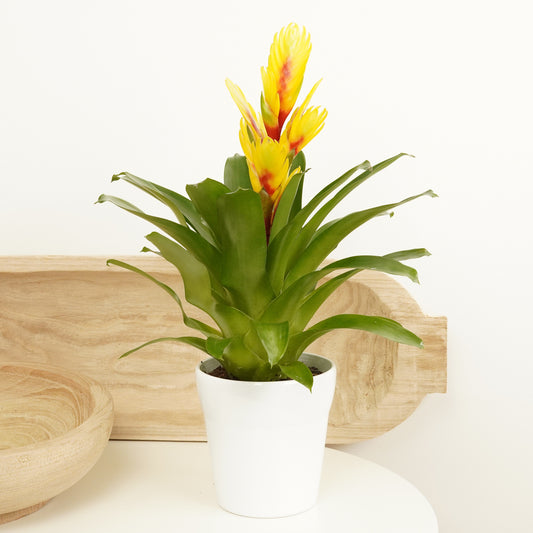 Vriesea Flaming Sword | Tequila | Perfect Plants for Under £30
