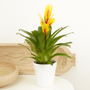 Vriesea Flaming Sword | Tequila - Indoor Plant