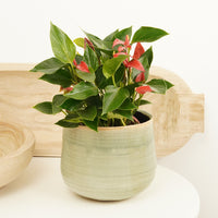 Flamingo Flower | Trillions Red