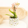Phalaenopsis X Spider Orchid | Hummingbird