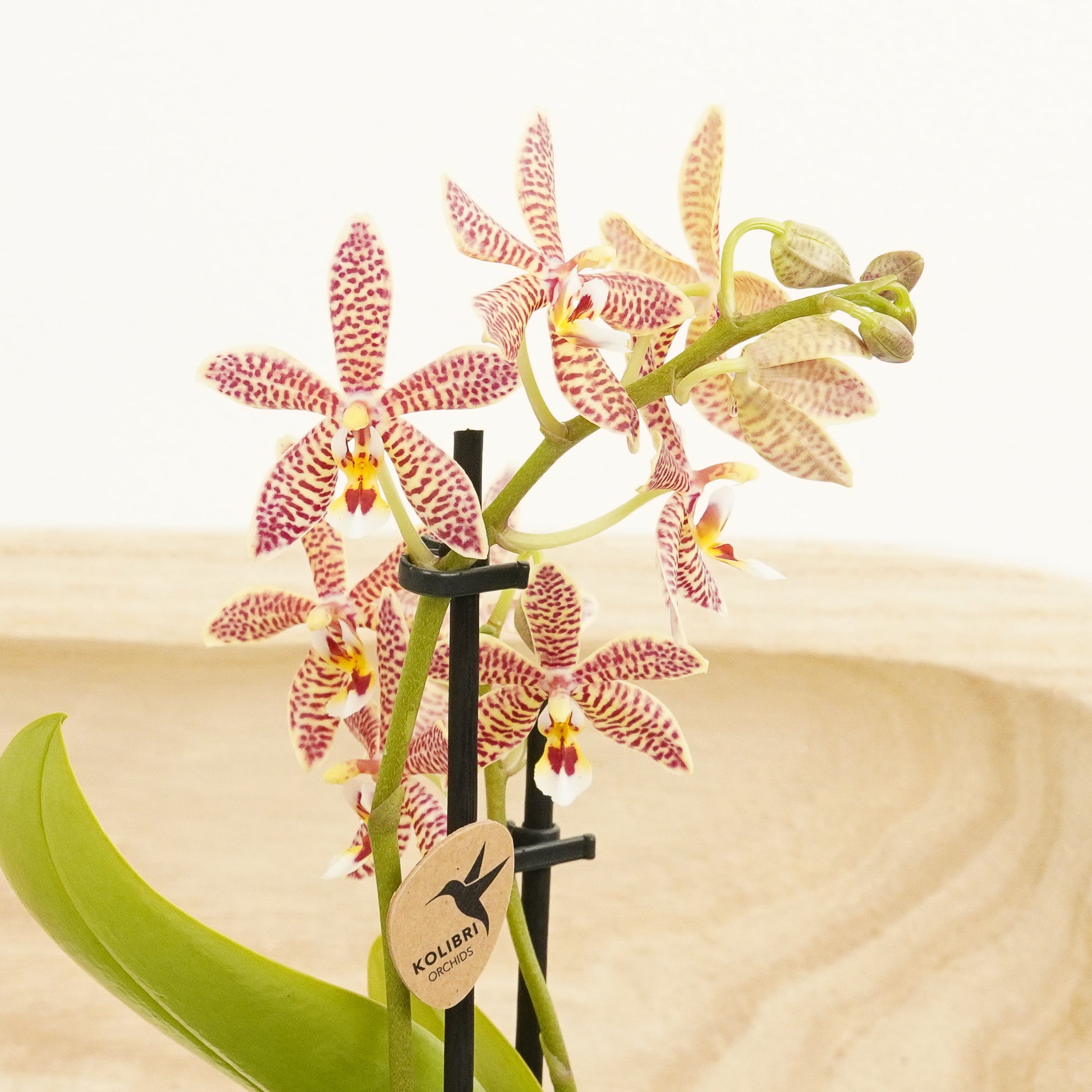 spider orchid plant Phalaenopsis X Spider Orchid | Hummingbird