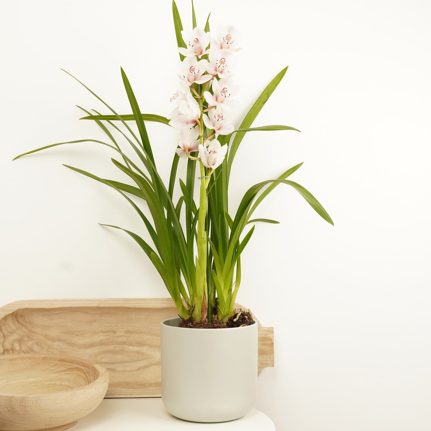 Cymbidium Orchid | Ivory
