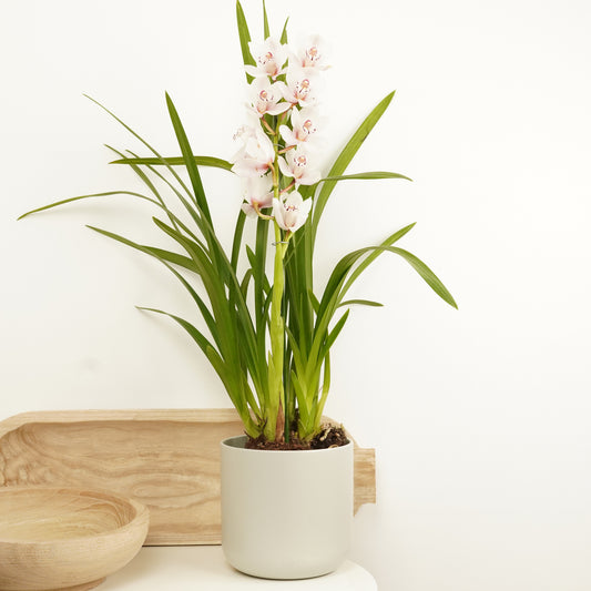 Cymbidium Orchid | Ivory | 