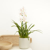 Cymbidium Orchid | Pink Bell