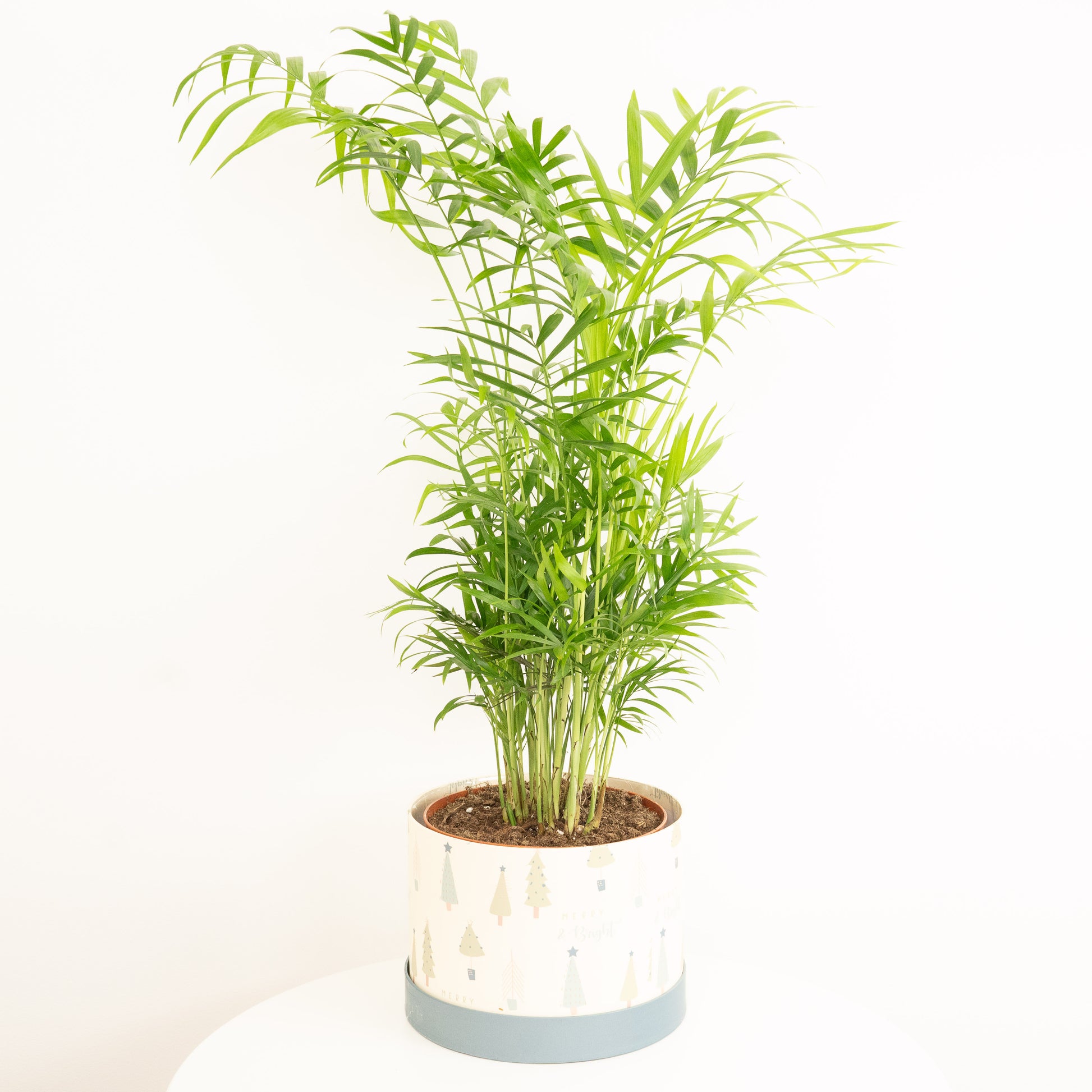Parlour Palm | Hatbox