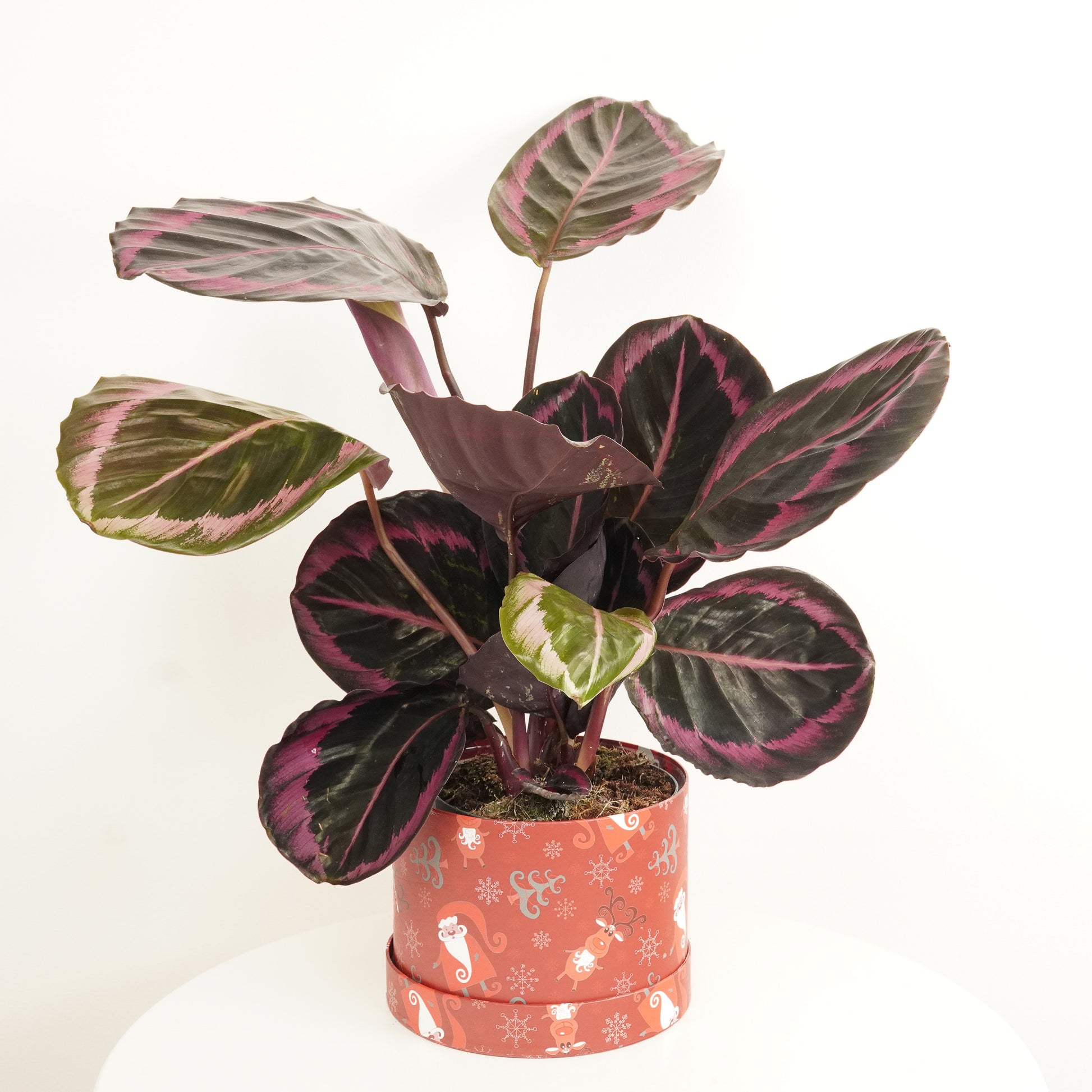 Calathea Surprise Hatbox Gift