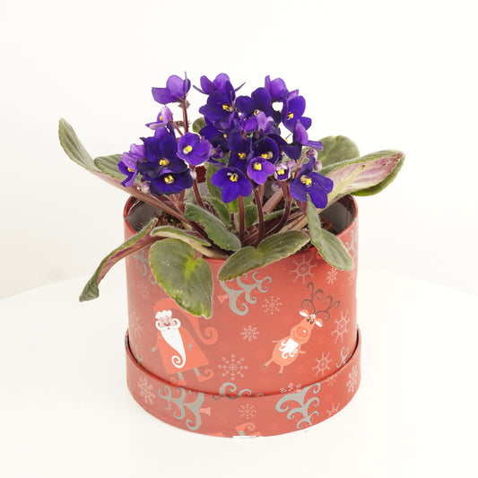 African Violet | Purple Hatbox | Flowering Plants