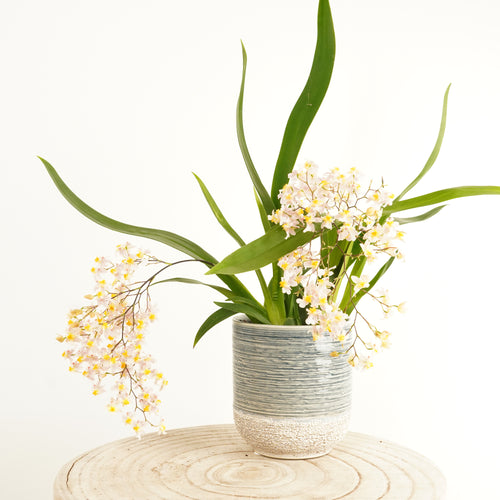 Butterfly Orchid | Surprise Baby