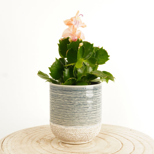 Flowering Cactus | Apricot | Mother's Day
