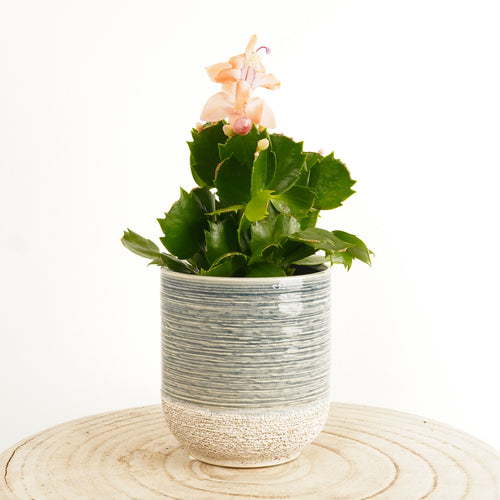 Flowering Cactus | Apricot