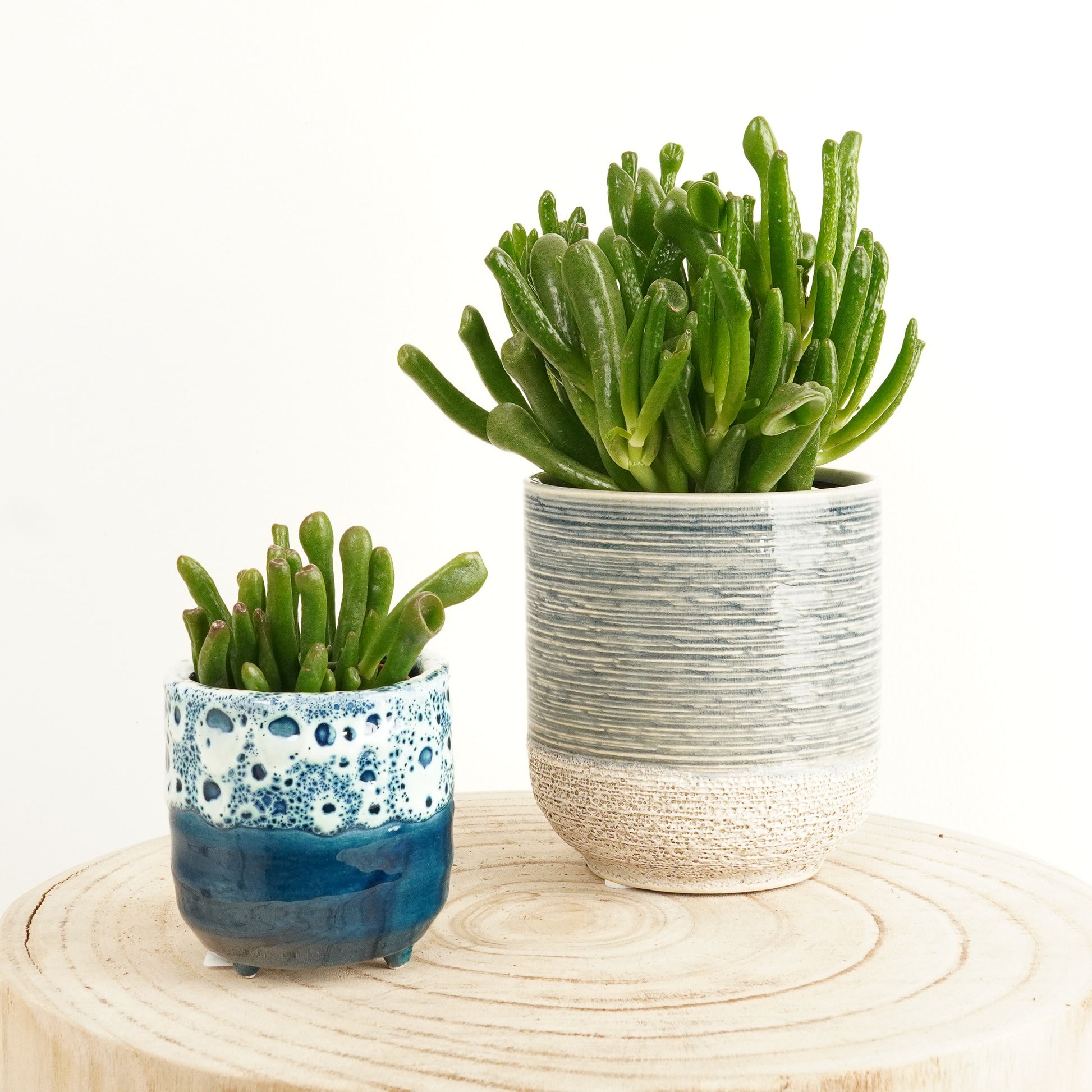 hobbit succulent care Hobbit Jade | Shrek Ears