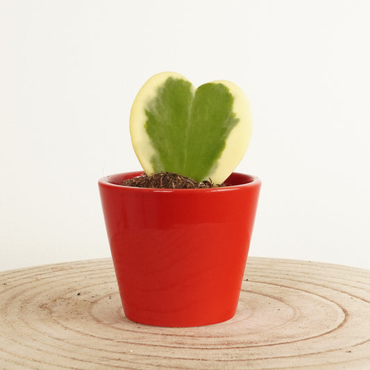 Variegated Heart Plant | Albo Kerrii | Hard To Find | Houseplant Moving Sale