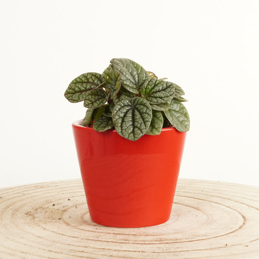 Radiator Plant | Greyhound | Indoor Succulent Plants