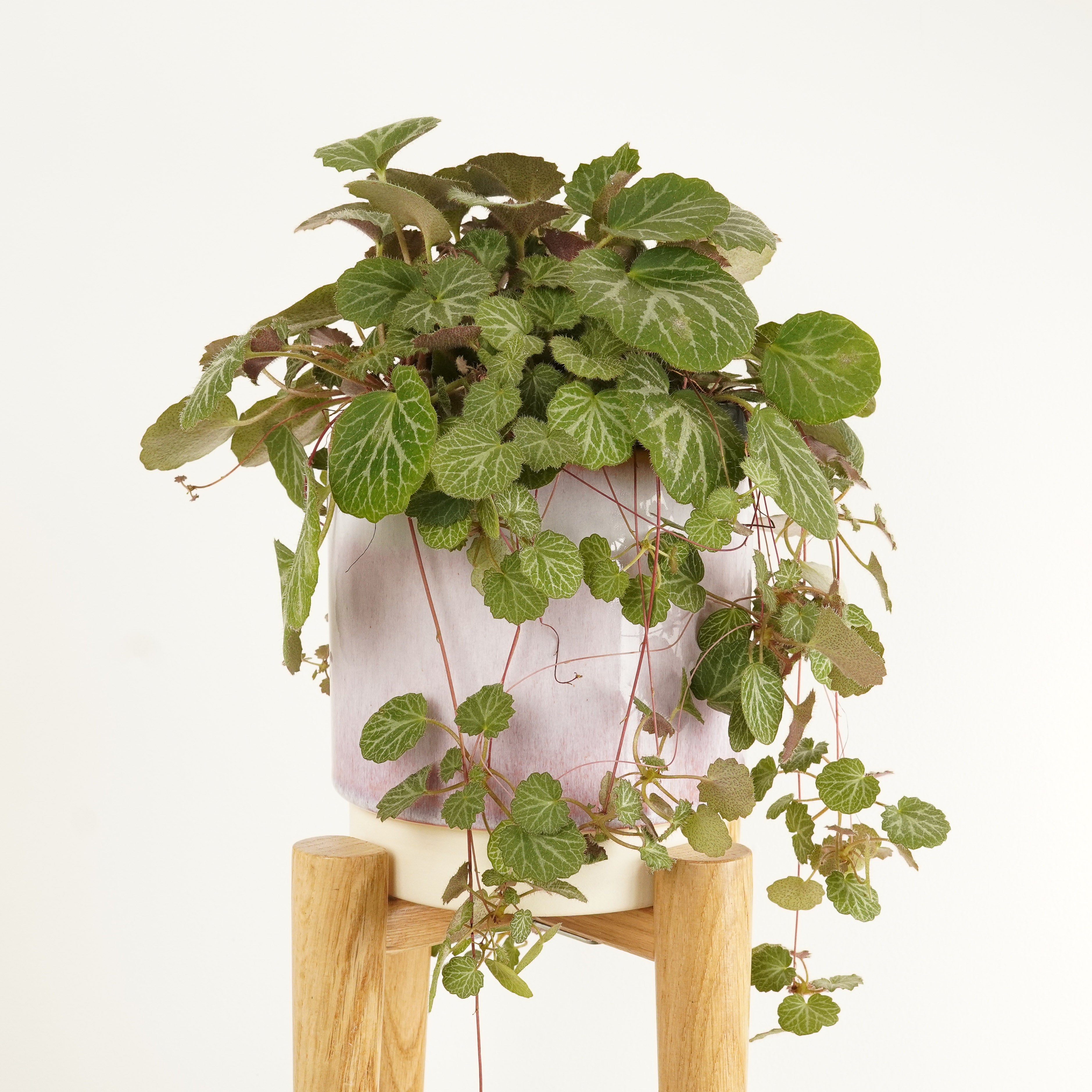 Strawberry Begonia | Mother Of Thousands | Saxifraga Stolenfera